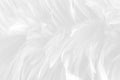 White feather pattern texture background. Luxury, beautiful abstract White soft-light blur. Macro, detail texture of pattern desig Royalty Free Stock Photo