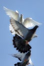 White feather pigeon in flying flock against clear blue sky