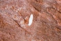 White feather on red rock in Australia