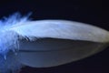 White Feather on Reflective Black Surface Lit by Bright Blue Light