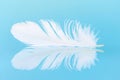 White feather with soft texture and clear reflection Royalty Free Stock Photo