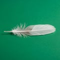 White feather resting on a solid green surface. The feather is elongated with a central Royalty Free Stock Photo