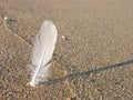 White feather in the sand Royalty Free Stock Photo
