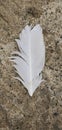 White feather on sand beach Royalty Free Stock Photo