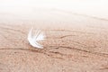 White feather on the sand on the beach Royalty Free Stock Photo