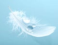 Single White Feather with Water Droplets Reflecting Light on a Pale Blue Surface image photo Royalty Free Stock Photo