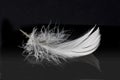 White feather on solid black Royalty Free Stock Photo