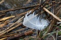 White feather Royalty Free Stock Photo
