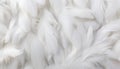 White feather texture background detailed digital art of exquisite large bird feathers