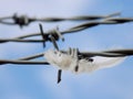 White feather trapped on barbed wire fence Royalty Free Stock Photo