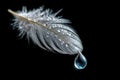 White feather with water drops on black background Royalty Free Stock Photo