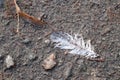 White feather in waterdrops on the ground on the day light