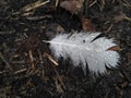 White feather in waterdrops on the ground on the day light. Top view.