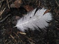 White feather in waterdrops on the ground on the day light. Top view.