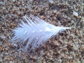 white feather