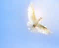 White feather wing pigeon bird flying mid air against clear blue