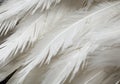 white feather wooly pattern texture Royalty Free Stock Photo