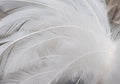 white feather wooly pattern texture Royalty Free Stock Photo