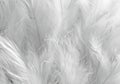white feather wooly pattern texture Royalty Free Stock Photo