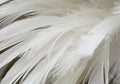 white feather wooly pattern texture Royalty Free Stock Photo