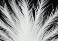 white feather wooly pattern texture Royalty Free Stock Photo
