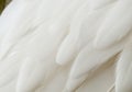white feather wooly pattern texture Royalty Free Stock Photo