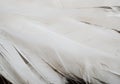 white feather wooly pattern texture Royalty Free Stock Photo