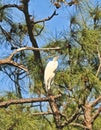 White crane bird tree Everglades Florida Royalty Free Stock Photo