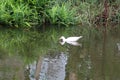 A white feathered duck is swimming in an outdoor lotus pond.