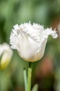 White Feathered Edge Tulip Flowers, Victoria, Australia, September 2016 Royalty Free Stock Photo