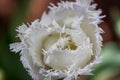 White Feathered Edge Tulip Flowers, Victoria, Australia, September 2016 Royalty Free Stock Photo