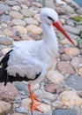 A white feathered elegant stork or CIconia standing near a pond on a stone pavement. Red beak and cute eyes. Wildlife, parks, zoos Royalty Free Stock Photo