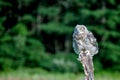 a owl is sitting on the end ofinklestick, with trees in the background Royalty Free Stock Photo