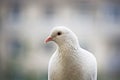White-feathered pigeon sitting in city Royalty Free Stock Photo