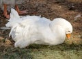 A white and feathered swan with an orange beak and a small sext lies on the ground