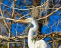 White feathered yellow beak Egret bird Everglades Florida Royalty Free Stock Photo