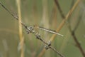 The White Featherleg Platycnemis latipes is a damselfly