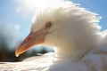 white feathers against a light, sunny background