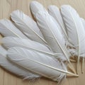 White feathers arranged in a fan-like pattern on a light wooden surface. Each feather Royalty Free Stock Photo