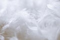 White Feathers Background - Stock photos