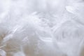 White Feathers Background - Stock photos Royalty Free Stock Photo