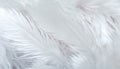 white feathers, beautiful wallpaper. generative ai