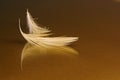 White Feathers on Gold