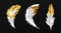 White feathers with gold glitter on edges, plumage Royalty Free Stock Photo