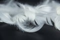 A white feathers isolated on a black background Royalty Free Stock Photo