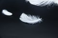 A white feathers isolated on a black background Royalty Free Stock Photo