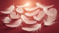 White feathers on red background Royalty Free Stock Photo