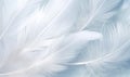 White feathers on a soft blue background. Close-up. For design. Royalty Free Stock Photo