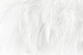 White feathers texture for background Royalty Free Stock Photo