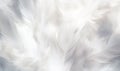 White feathers texture background. Close up of beautiful soft white feathers.